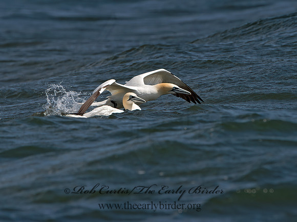 Morus bassanus  NORTHERN GANNET 9034111z