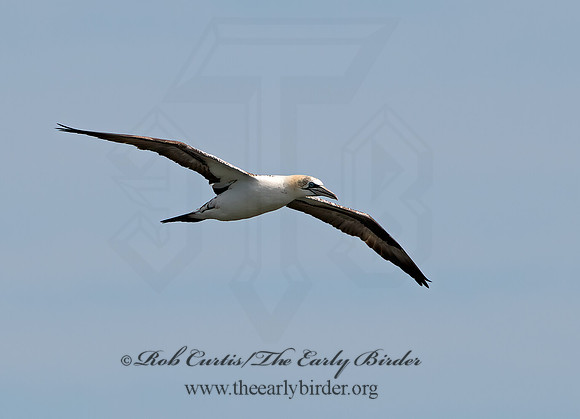 Morus bassanus  NORTHERN GANNET 9034176z
