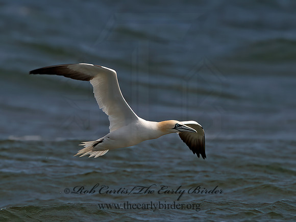 Morus bassanus  NORTHERN GANNET 9034196z