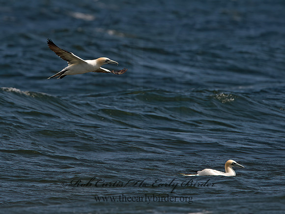 Morus bassanus  NORTHERN GANNET 9034180z