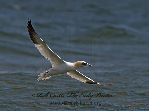 Morus bassanus  NORTHERN GANNET 9034197z