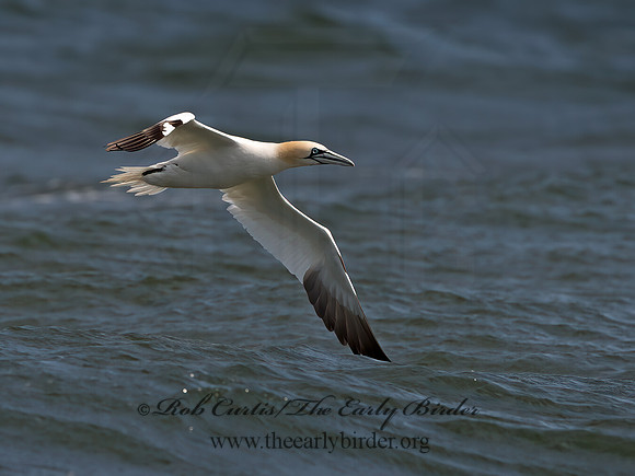 Morus bassanus  NORTHERN GANNET 9034198z