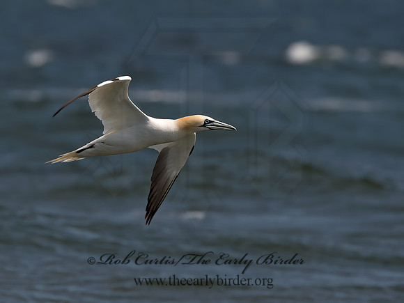 Morus bassanus  NORTHERN GANNET 9034199z