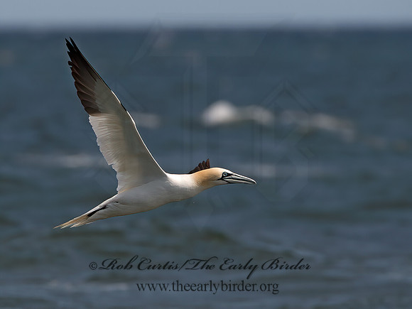 Morus bassanus  NORTHERN GANNET 9034200z