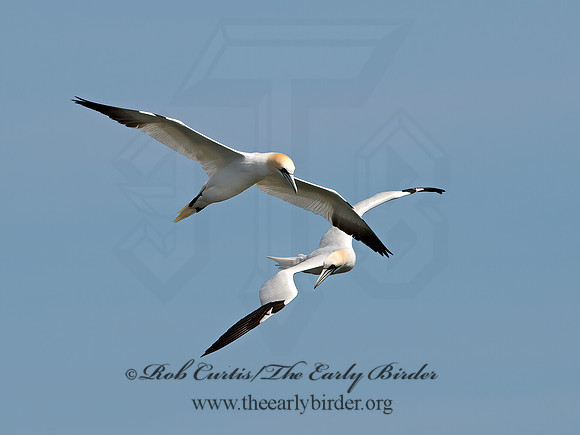 Morus bassanus  NORTHERN GANNET 9034204z