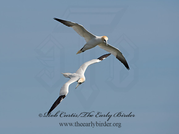 Morus bassanus  NORTHERN GANNET 9034206z