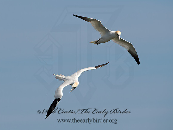 Morus bassanus  NORTHERN GANNET 9034207z