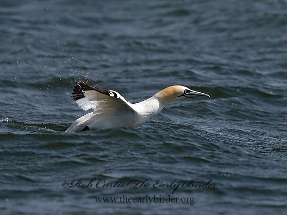 Morus bassanus  NORTHERN GANNET 9034219z