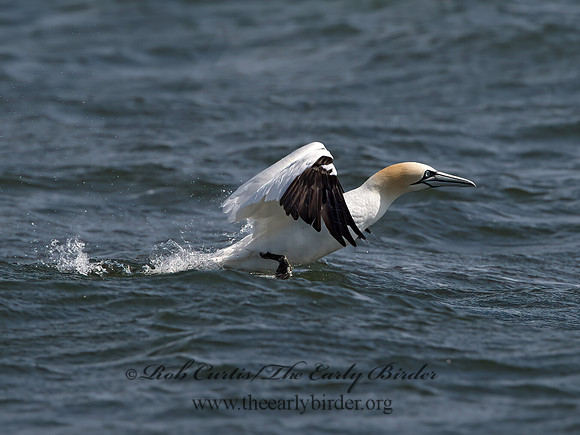 Morus bassanus  NORTHERN GANNET 9034220z