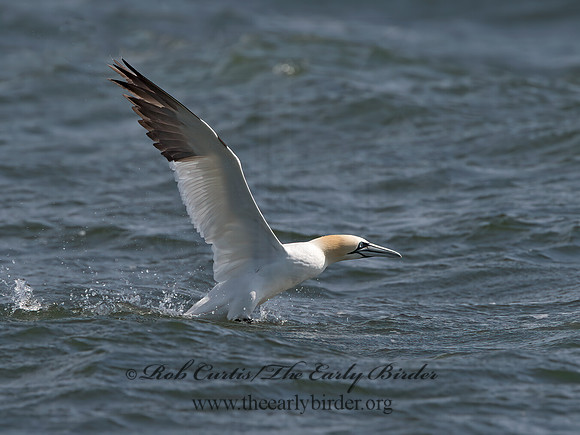 Morus bassanus  NORTHERN GANNET 9034221z
