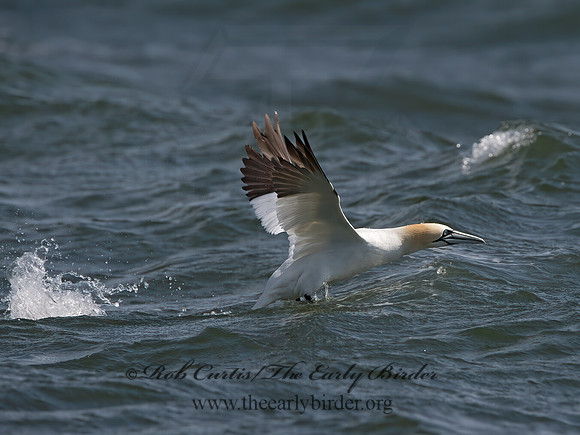 Morus bassanus  NORTHERN GANNET 9034222z