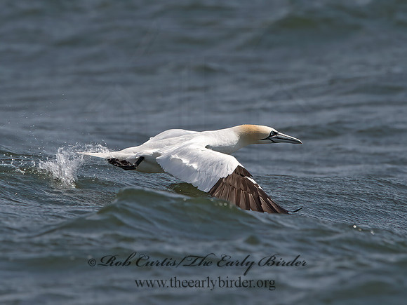 Morus bassanus  NORTHERN GANNET 9034225z