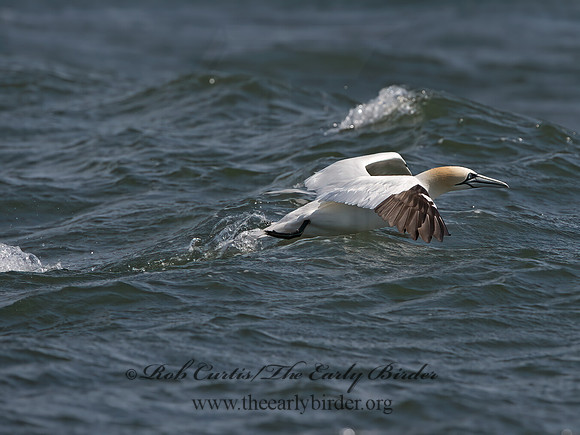 Morus bassanus  NORTHERN GANNET 9034223z