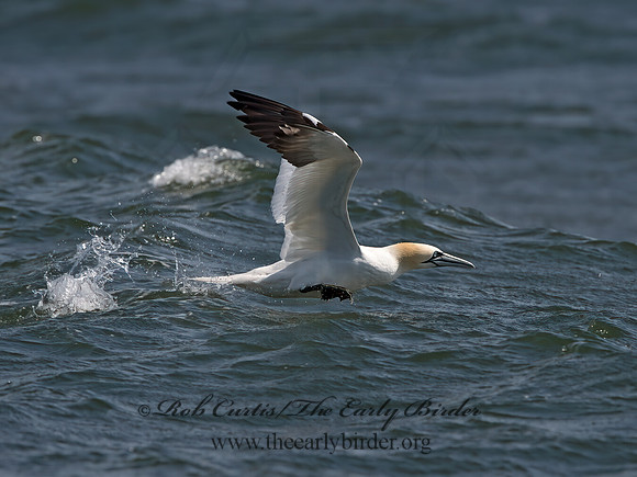 Morus bassanus  NORTHERN GANNET 9034224z