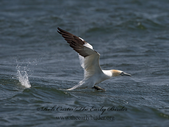 Morus bassanus  NORTHERN GANNET 9034226z