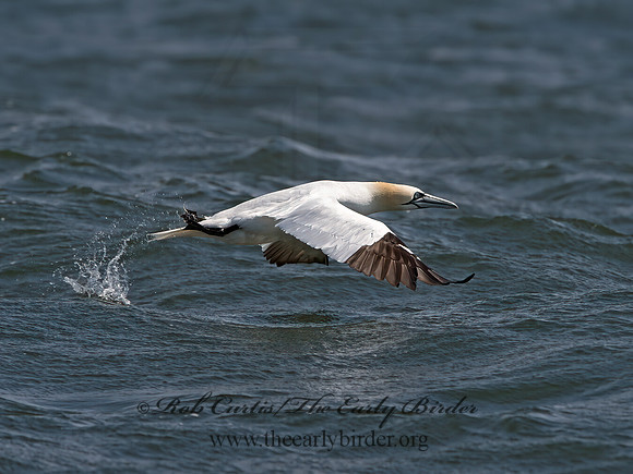 Morus bassanus  NORTHERN GANNET 9034227z