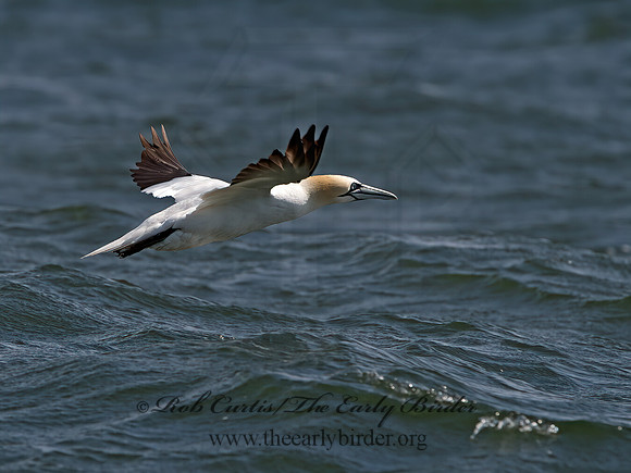 Morus bassanus  NORTHERN GANNET 9034229z