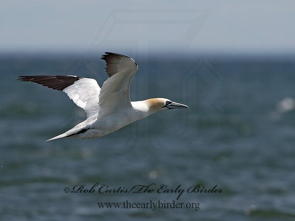 Morus bassanus  NORTHERN GANNET 9034231z