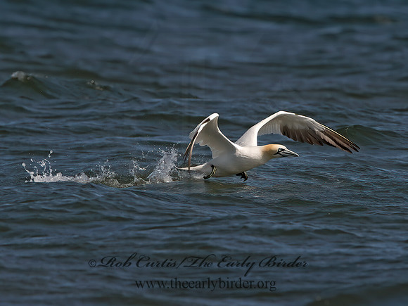 Morus bassanus  NORTHERN GANNET 9034237z