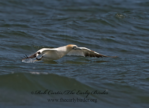 Morus bassanus  NORTHERN GANNET 9034238z
