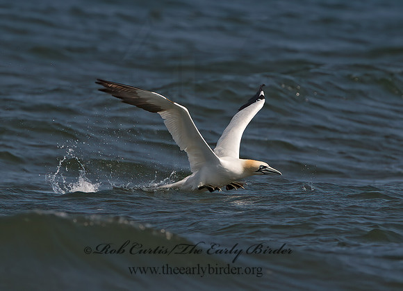 Morus bassanus  NORTHERN GANNET 9034239z