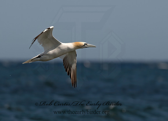Morus bassanus  NORTHERN GANNET 9034247z