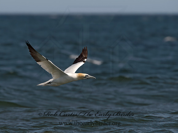 Morus bassanus  NORTHERN GANNET 9034246z