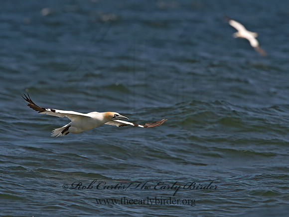 Morus bassanus  NORTHERN GANNET 9034242z