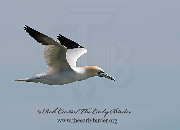 Morus bassanus  NORTHERN GANNET 9034276z