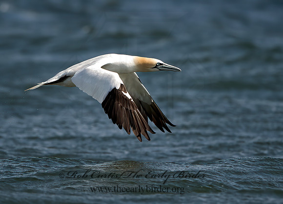 Morus bassanus  NORTHERN GANNET 9034296z