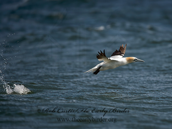 Morus bassanus  NORTHERN GANNET 9034295z