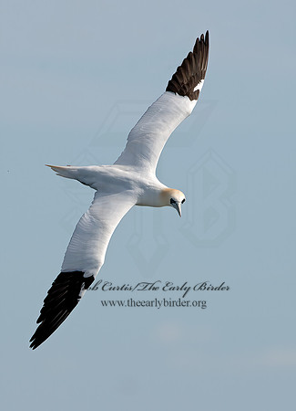 Morus bassanus  NORTHERN GANNET 9034300z