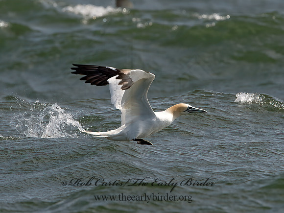 Morus bassanus  NORTHERN GANNET 9034304z