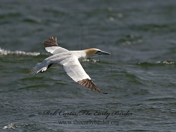 Morus bassanus  NORTHERN GANNET 9034306z
