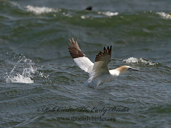Morus bassanus  NORTHERN GANNET 9034305z