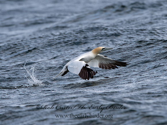 Morus bassanus  NORTHERN GANNET 9034318z