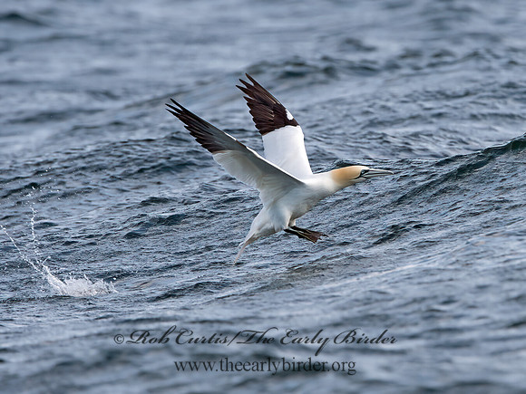Morus bassanus  NORTHERN GANNET 9034319z
