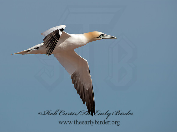Morus bassanus  NORTHERN GANNET 9034330z