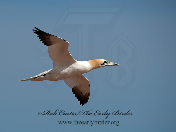 Morus bassanus  NORTHERN GANNET 9034331z