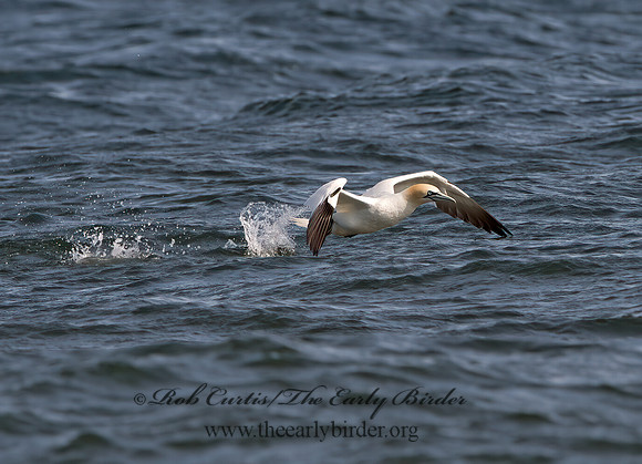 Morus bassanus  NORTHERN GANNET 9034389z