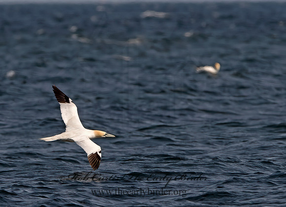 Morus bassanus  NORTHERN GANNET 9034391z