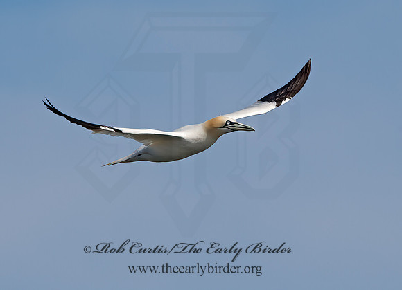 Morus bassanus  NORTHERN GANNET 9034396z