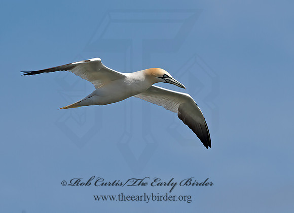 Morus bassanus  NORTHERN GANNET 9034401z