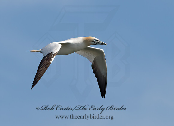 Morus bassanus  NORTHERN GANNET 9034403z