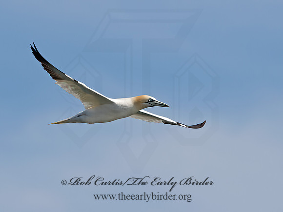 Morus bassanus  NORTHERN GANNET 9034404z