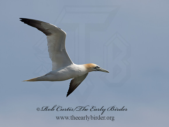 Morus bassanus  NORTHERN GANNET 9034407z