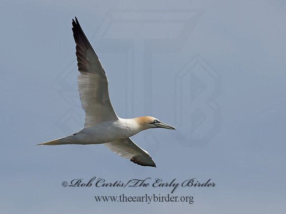 Morus bassanus  NORTHERN GANNET 9034408z