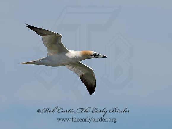 Morus bassanus  NORTHERN GANNET 9034446z