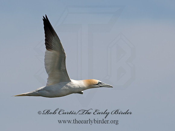 Morus bassanus  NORTHERN GANNET 9034448z