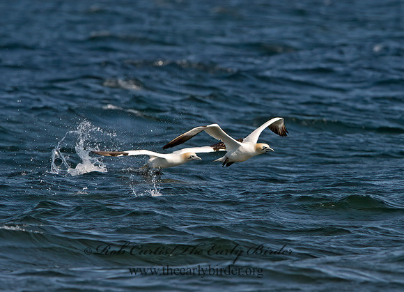 Morus bassanus  NORTHERN GANNET 9034456z